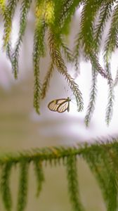 Preview wallpaper butterfly, insect, spruce, branches, needles, macro