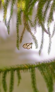 Preview wallpaper butterfly, insect, spruce, branches, needles, macro