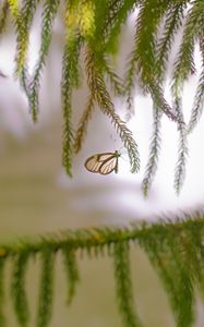 Preview wallpaper butterfly, insect, spruce, branches, needles, macro