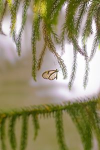 Preview wallpaper butterfly, insect, spruce, branches, needles, macro