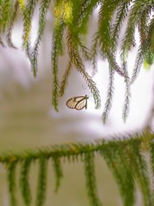 Preview wallpaper butterfly, insect, spruce, branches, needles, macro