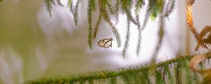 Preview wallpaper butterfly, insect, spruce, branches, needles, macro