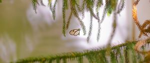 Preview wallpaper butterfly, insect, spruce, branches, needles, macro