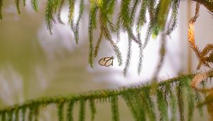 Preview wallpaper butterfly, insect, spruce, branches, needles, macro