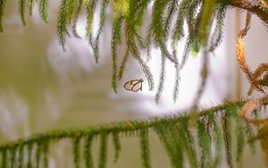 Preview wallpaper butterfly, insect, spruce, branches, needles, macro