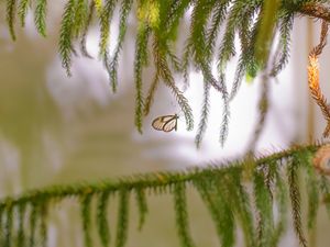 Preview wallpaper butterfly, insect, spruce, branches, needles, macro