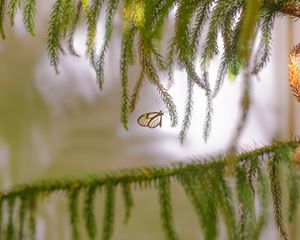 Preview wallpaper butterfly, insect, spruce, branches, needles, macro