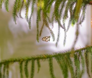 Preview wallpaper butterfly, insect, spruce, branches, needles, macro