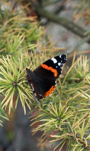 Preview wallpaper butterfly, insect, spruce, needles, macro