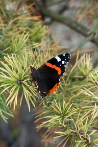 Preview wallpaper butterfly, insect, spruce, needles, macro