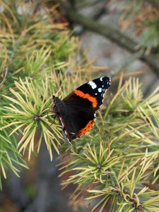 Preview wallpaper butterfly, insect, spruce, needles, macro