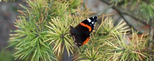 Preview wallpaper butterfly, insect, spruce, needles, macro