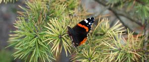 Preview wallpaper butterfly, insect, spruce, needles, macro