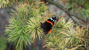 Preview wallpaper butterfly, insect, spruce, needles, macro