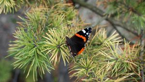 Preview wallpaper butterfly, insect, spruce, needles, macro