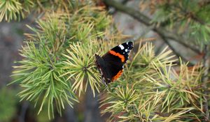 Preview wallpaper butterfly, insect, spruce, needles, macro