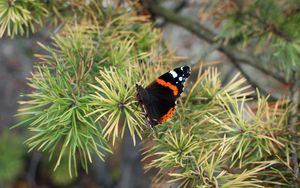 Preview wallpaper butterfly, insect, spruce, needles, macro