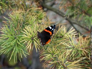 Preview wallpaper butterfly, insect, spruce, needles, macro