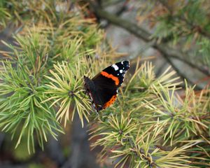 Preview wallpaper butterfly, insect, spruce, needles, macro