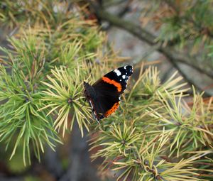 Preview wallpaper butterfly, insect, spruce, needles, macro