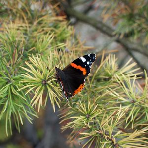 Preview wallpaper butterfly, insect, spruce, needles, macro