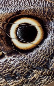 Preview wallpaper butterfly, insect, wing, pattern, macro