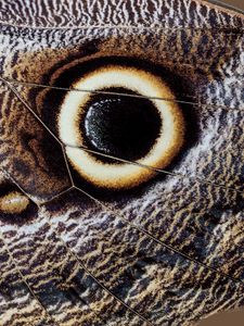 Preview wallpaper butterfly, insect, wing, pattern, macro