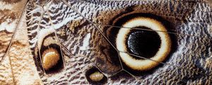 Preview wallpaper butterfly, insect, wing, pattern, macro