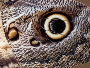 Preview wallpaper butterfly, insect, wing, pattern, macro
