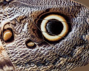 Preview wallpaper butterfly, insect, wing, pattern, macro