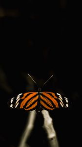 Preview wallpaper butterfly, insect, wings, macro