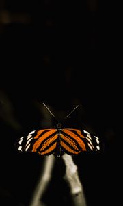 Preview wallpaper butterfly, insect, wings, macro