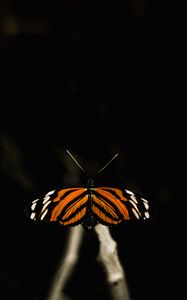 Preview wallpaper butterfly, insect, wings, macro