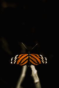 Preview wallpaper butterfly, insect, wings, macro