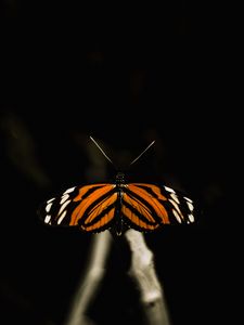 Preview wallpaper butterfly, insect, wings, macro