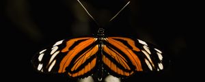 Preview wallpaper butterfly, insect, wings, macro