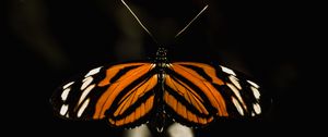 Preview wallpaper butterfly, insect, wings, macro