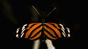 Preview wallpaper butterfly, insect, wings, macro