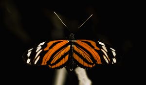 Preview wallpaper butterfly, insect, wings, macro