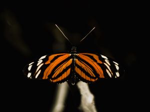 Preview wallpaper butterfly, insect, wings, macro