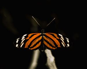 Preview wallpaper butterfly, insect, wings, macro