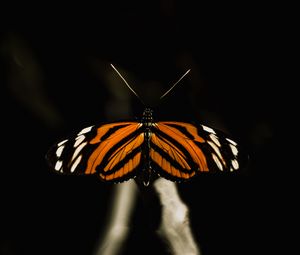 Preview wallpaper butterfly, insect, wings, macro