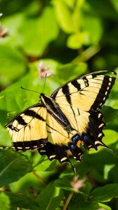 Preview wallpaper butterfly, insect, wings, bushes