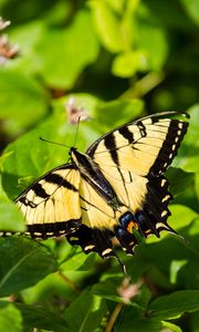 Preview wallpaper butterfly, insect, wings, bushes