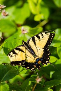 Preview wallpaper butterfly, insect, wings, bushes