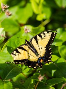 Preview wallpaper butterfly, insect, wings, bushes