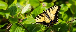 Preview wallpaper butterfly, insect, wings, bushes