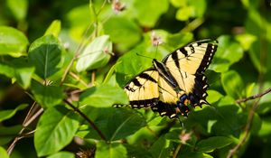 Preview wallpaper butterfly, insect, wings, bushes