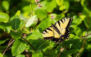 Preview wallpaper butterfly, insect, wings, bushes