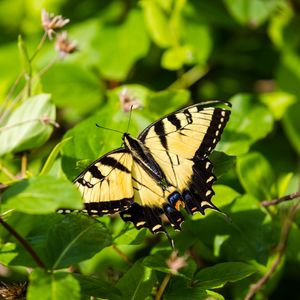 Preview wallpaper butterfly, insect, wings, bushes